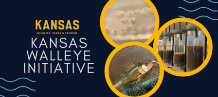 Walleye Initiative Leads to Higher Survival Rate, More Opportunities for Kansas Anglers