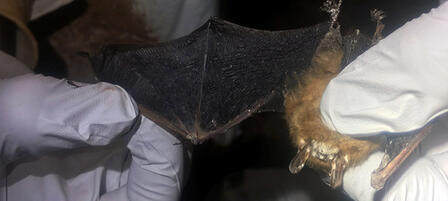 Bats With White-nose Syndrome Detected In Kansas