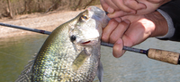 Crappie Days Are Here Again
