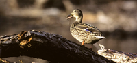 Kansas Duck Zone Boundaries to be Discussed During Information Nights