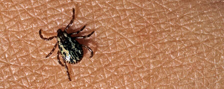 TICK PREVENTION NOT MISSION IMPOSSIBLE