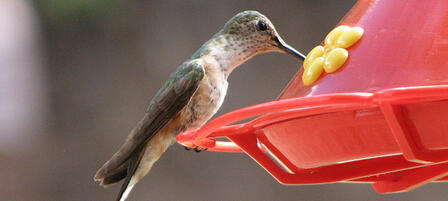 Explore the World of Kansas Hummingbirds April 17