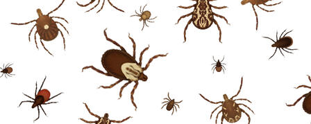 TICKS ARE OUT, BE IN-THE-KNOW