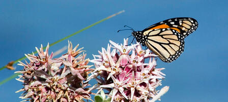 Kansas Monarch Conservation Plan To Focus on Habitat