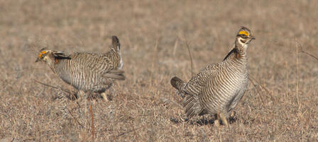 WAFWA Kansas Land Acquisition Protects Lesser Prairie Chicken Habitat 