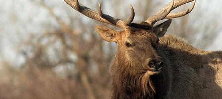 Apply Online For Elk And Either-species Deer Permits Through July 13