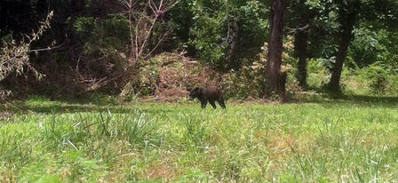 Black Bear Spotted in Cherokee County