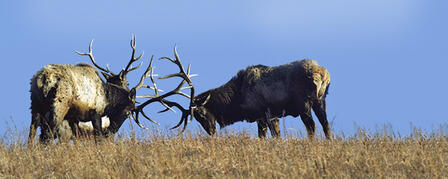 APPLICATION DEADLINE FOR LIMITED RESIDENT ELK PERMITS JULY 12