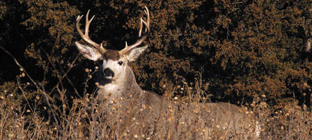 Elk And Either-species Deer Permit Applications Accepted Online Through July 14