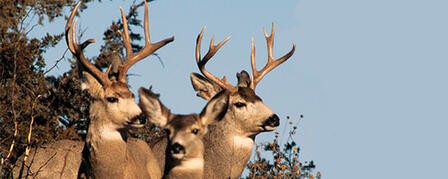 ELK AND EITHER-SPECIES/EITHER-SEX DEER PERMIT APPLICATIONS DUE JULY 11