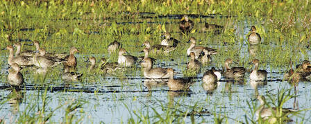 DUCK POPULATION AT ALL-TIME HIGH
