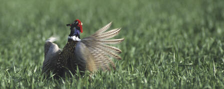 SURVEY SUGGESTS NESTING PHEASANT NUMBERS STABLE