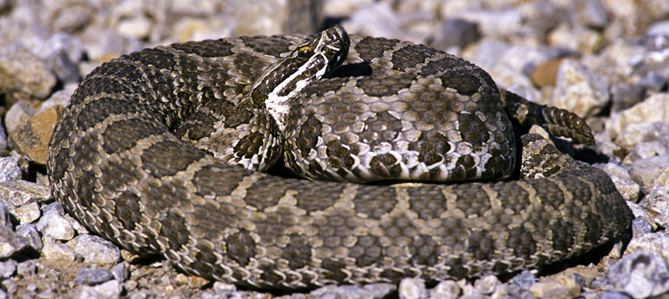 indian poisonous snakes pdf