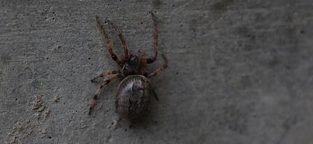 Learn About Spiders During Hands-on Evening Workshop
