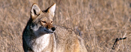 WILDLIFE, PARKS AND TOURISM COMMISSION REJECTS PROPOSED COYOTE HUNTING CHANGE