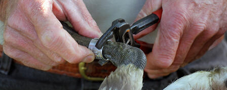 KANSAS DUCKS UNLIMITED TO HOST GREENWING GOOSE BANDING EVENT