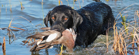 Wildlife, Parks and Tourism Commission Approves Duck and Goose Seasons