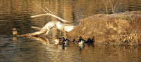 WILDLIFE, PARKS AND TOURISM COMMISSION SETS WATERFOWL SEASONS