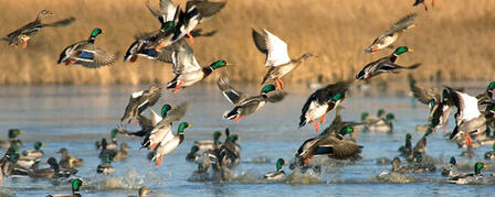 WATERFOWL HUNTING SEASON LOOKS PROMISING AFTER RECENT RAINS