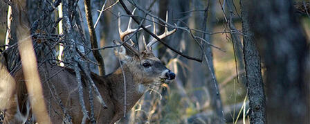 DEER SEASON DEBUTS WITH ARCHERY AND MUZZLELOADER