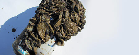 ZEBRA MUSSELS FOUND IN TWO KANSAS LAKES