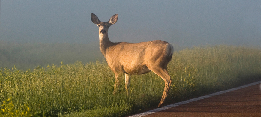 Watch For Deer on Roadways