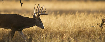 LEFTOVER NONRESIDENT DEER PERMITS ON SALE JUNE 15