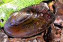 Fluted-shell Mussel