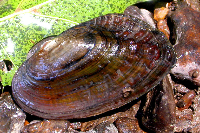 Flutedshell Mussel