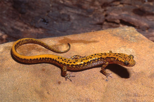 Longtail Salamander