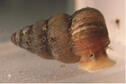 Slender Walker Snail