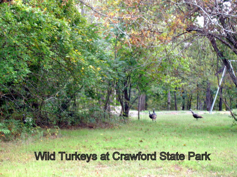 Wild Turkeys at Crawford State Park