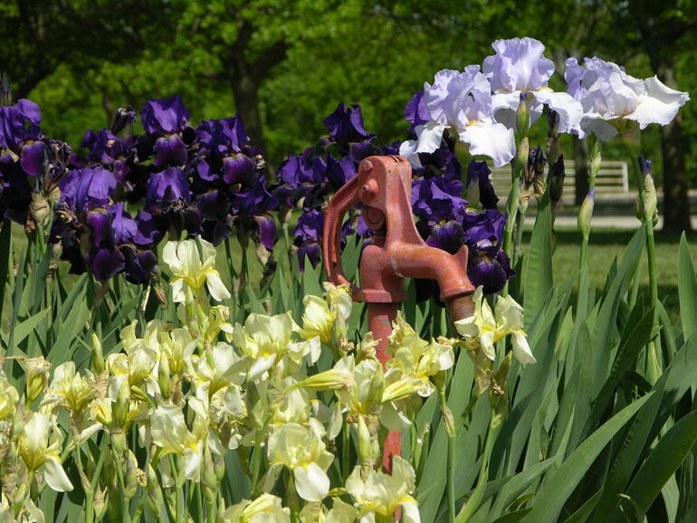 Irises at Westpoint