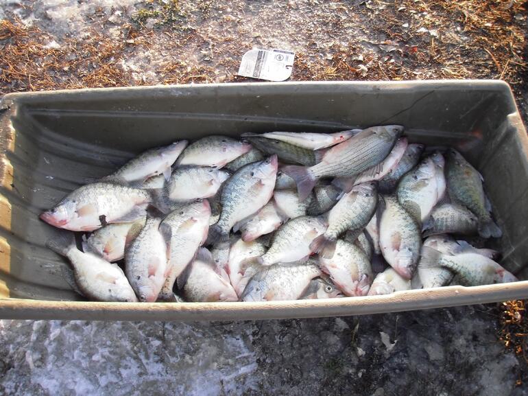 Sled of Crappie