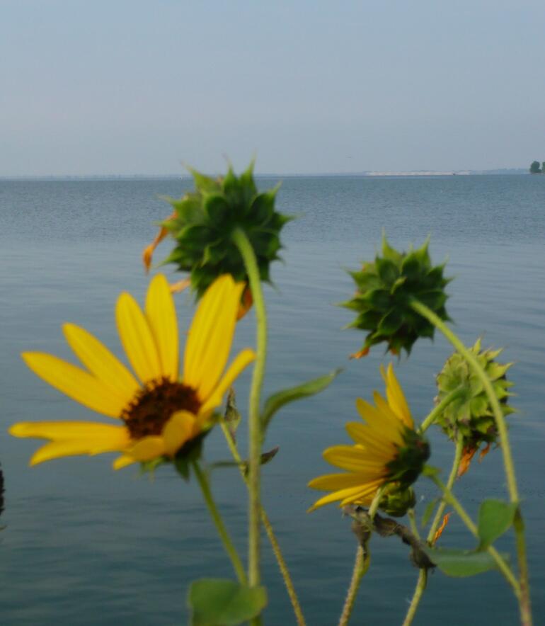 Sunflowers at Lake Waconda