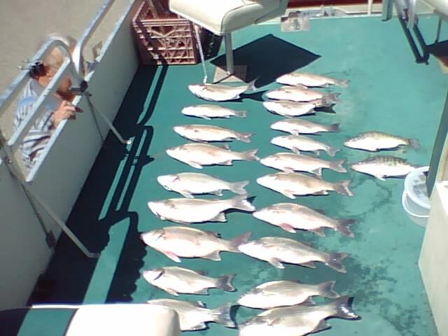 White Bass Catch