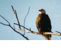 Kanopolis-Bald Eagle