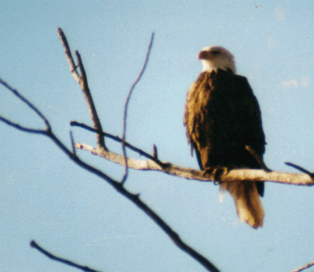 Kanopolis Bald Eagle