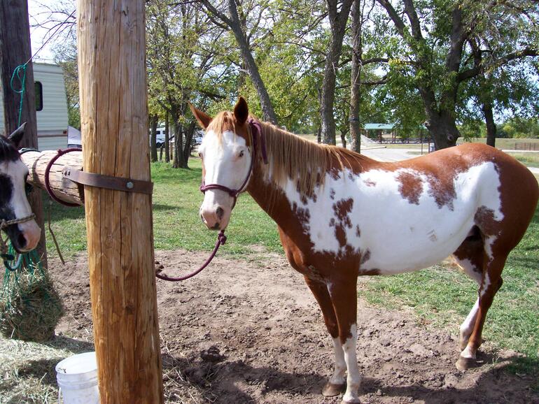 Kanopolis horse