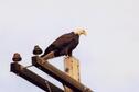 Bald Eagle at Prairie Dog State Park