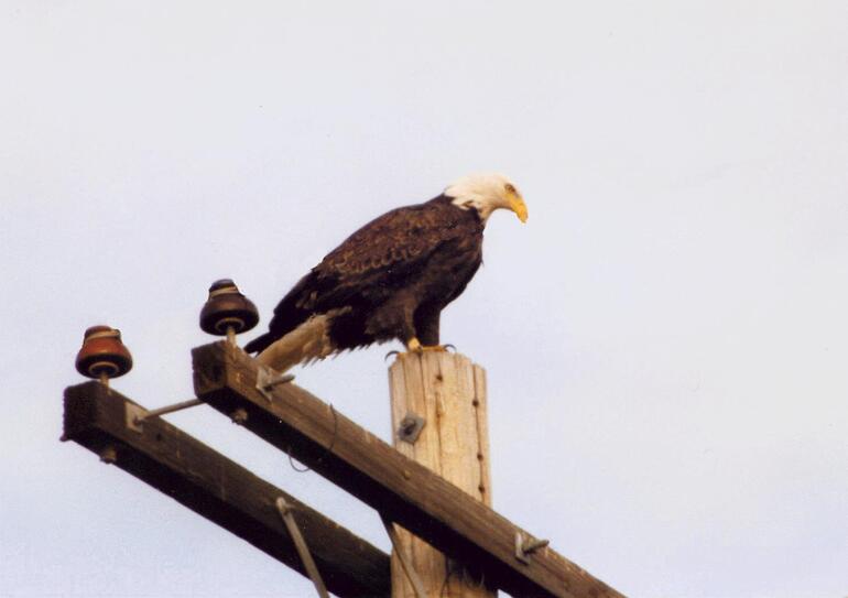 Bald Eagle at Prairie Dog State Park