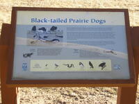 Prairie Dog information