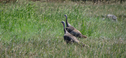 Prairie-Dog-State-Park-Turkeys