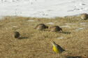 Bobwhites and Meadowlark at Webster State Park