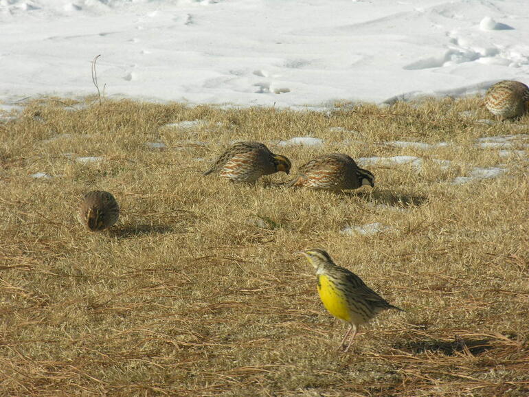 Bobwhites and Meadowlark at Webster State Park