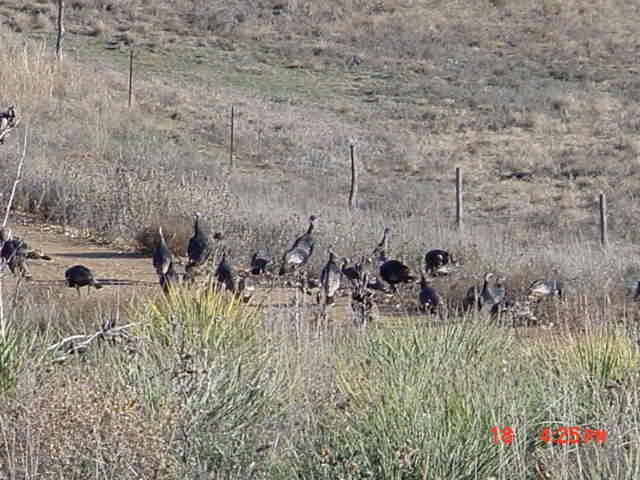 Wilson Lake Wild Turkeys
