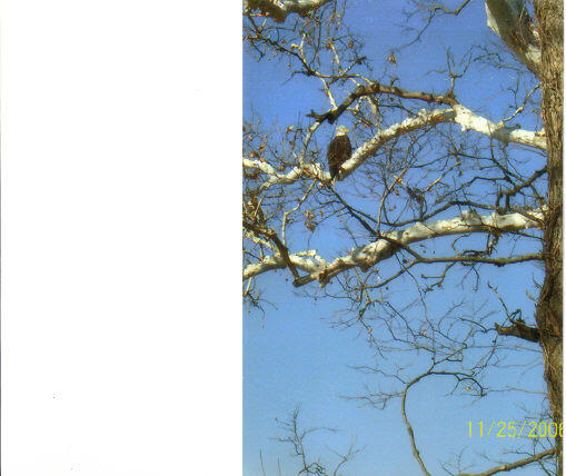 El Dorado State Park Bald Eagle