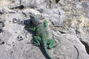 El Dorado State Park Collared Lizard