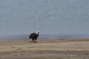 El Dorado State Park Eagle on Beach