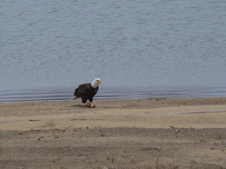 El Dorado State Park Eagle on Beach